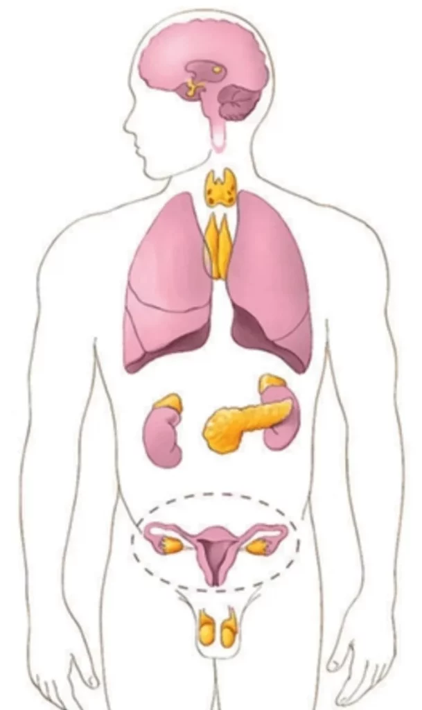 Endocrinología y Nutrición | Clínica Medivás Madrid WhatsApp Image 2023 02 01 at 09.37.42